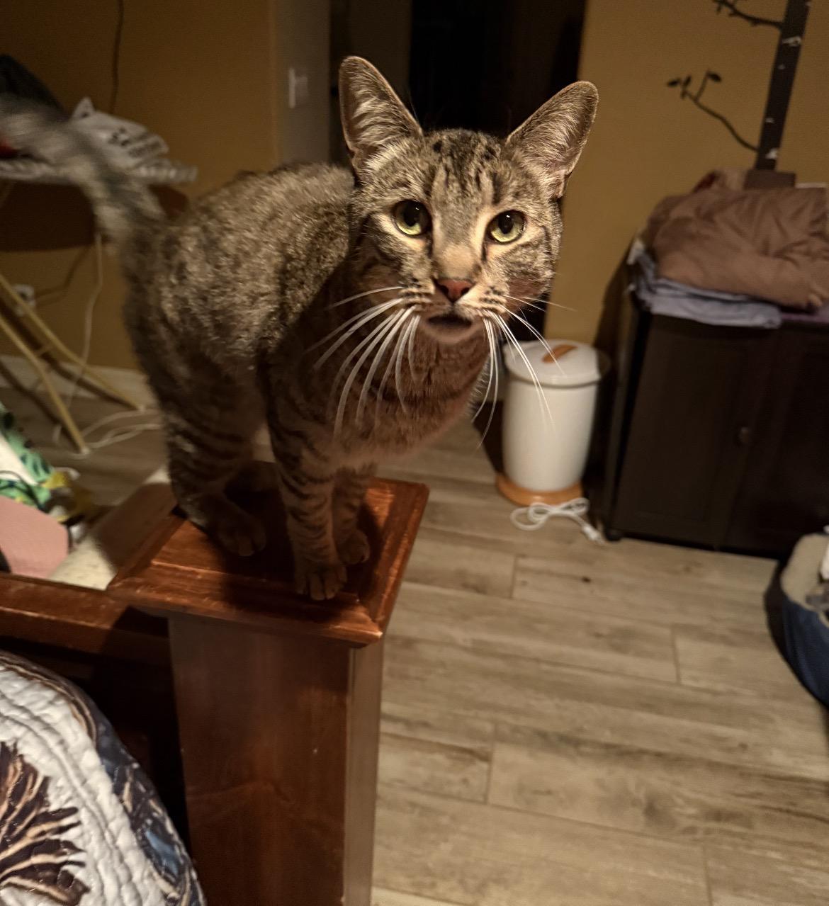 Norman, a ADOPTABLE Tabby in Gilbert, AZ image 2/3