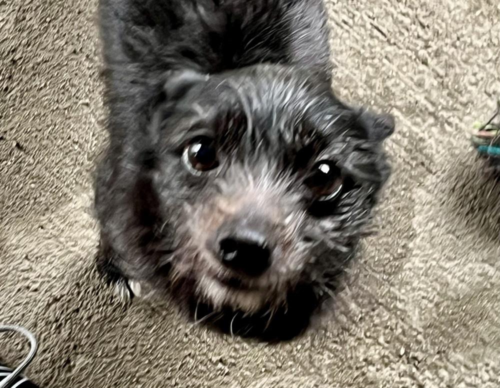 Enlarge Fiyero, a Adoptable Terrier in Marietta, GA image 1/6