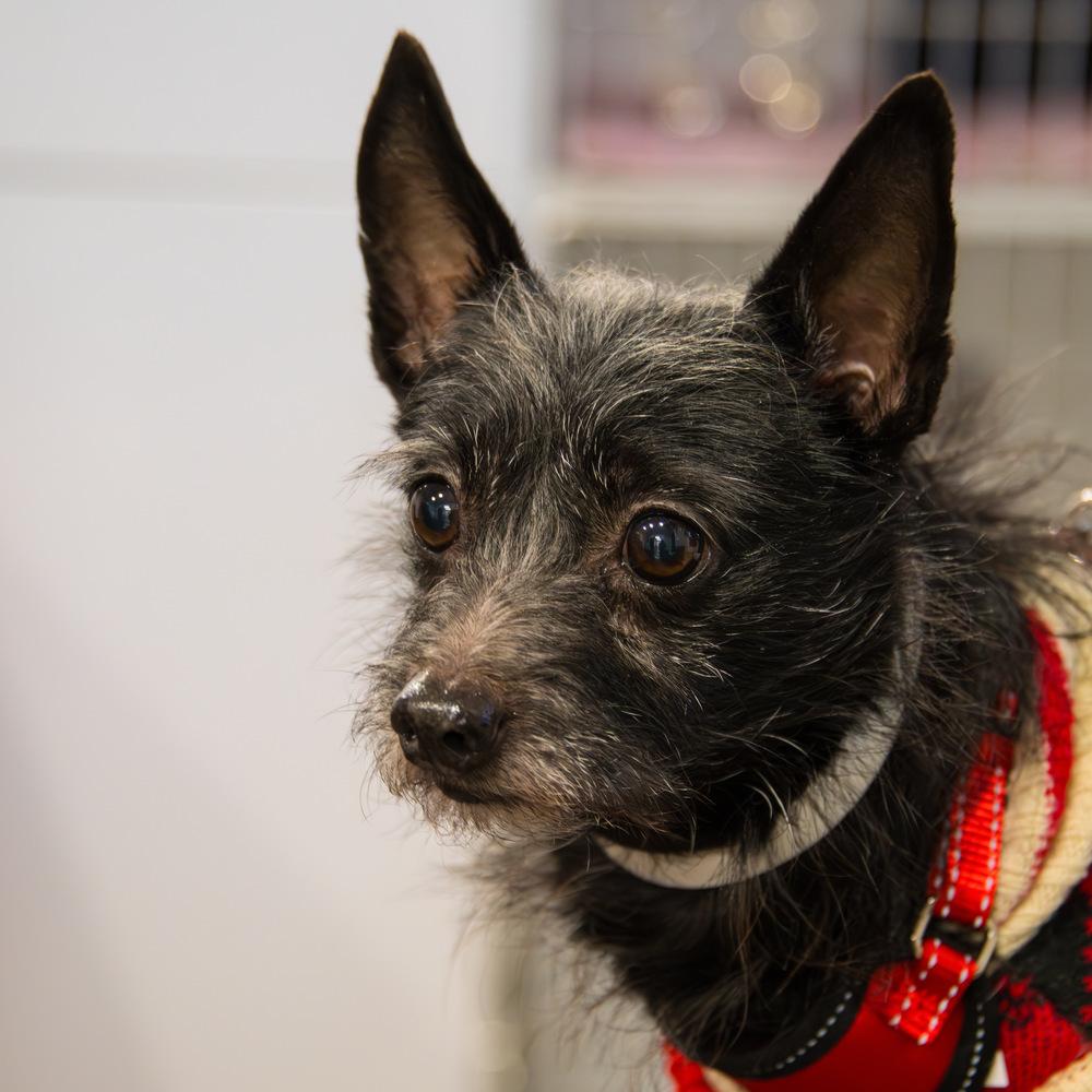 Enlarge Fiyero, a Adoptable Terrier in Marietta, GA image 1/6
