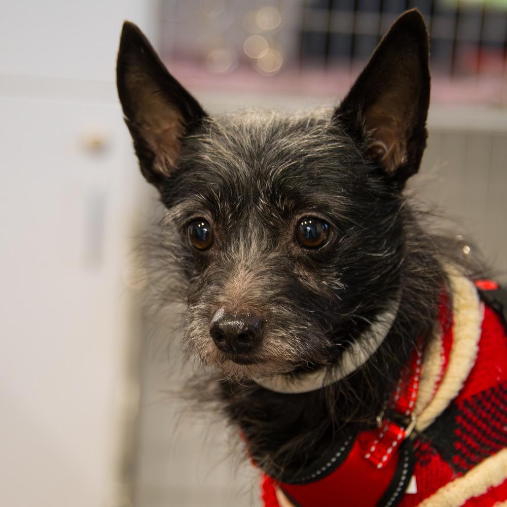 Enlarge Fiyero, a Adoptable Terrier in Marietta, GA image 2/6