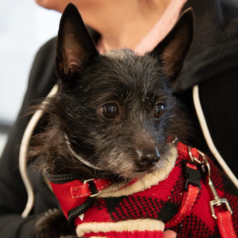 Enlarge Fiyero, a Adoptable Terrier in Marietta, GA image 3/6