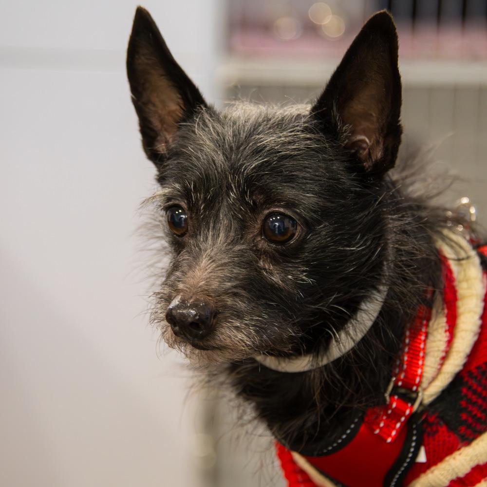 Enlarge Fiyero, a Adoptable Terrier in Marietta, GA image 4/6