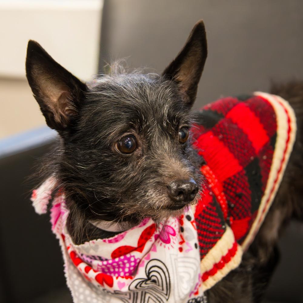 Enlarge Fiyero, a Adoptable Terrier in Marietta, GA image 6/6