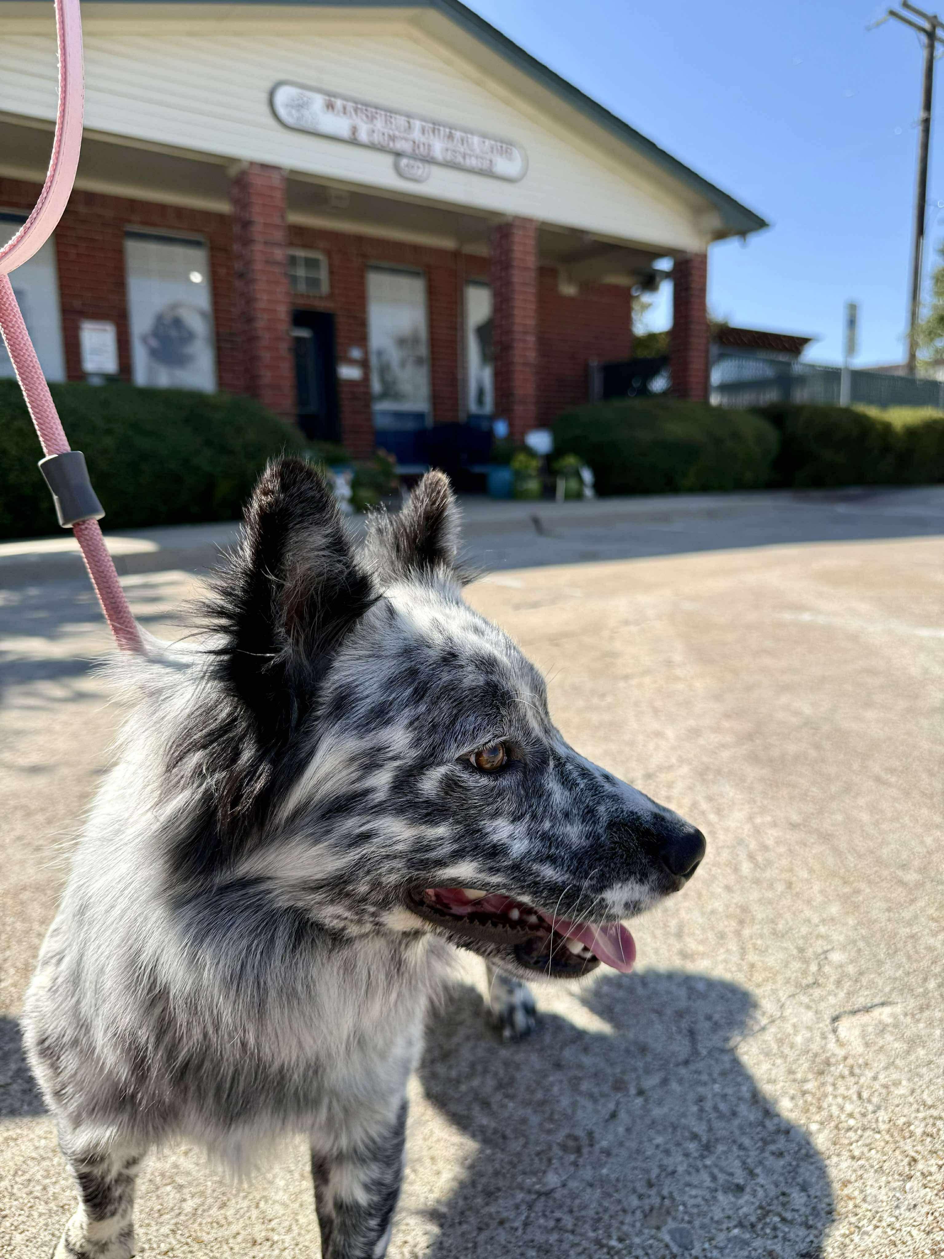 Willie, an adopted mixed breed in Fort Worth, TX image 6/6