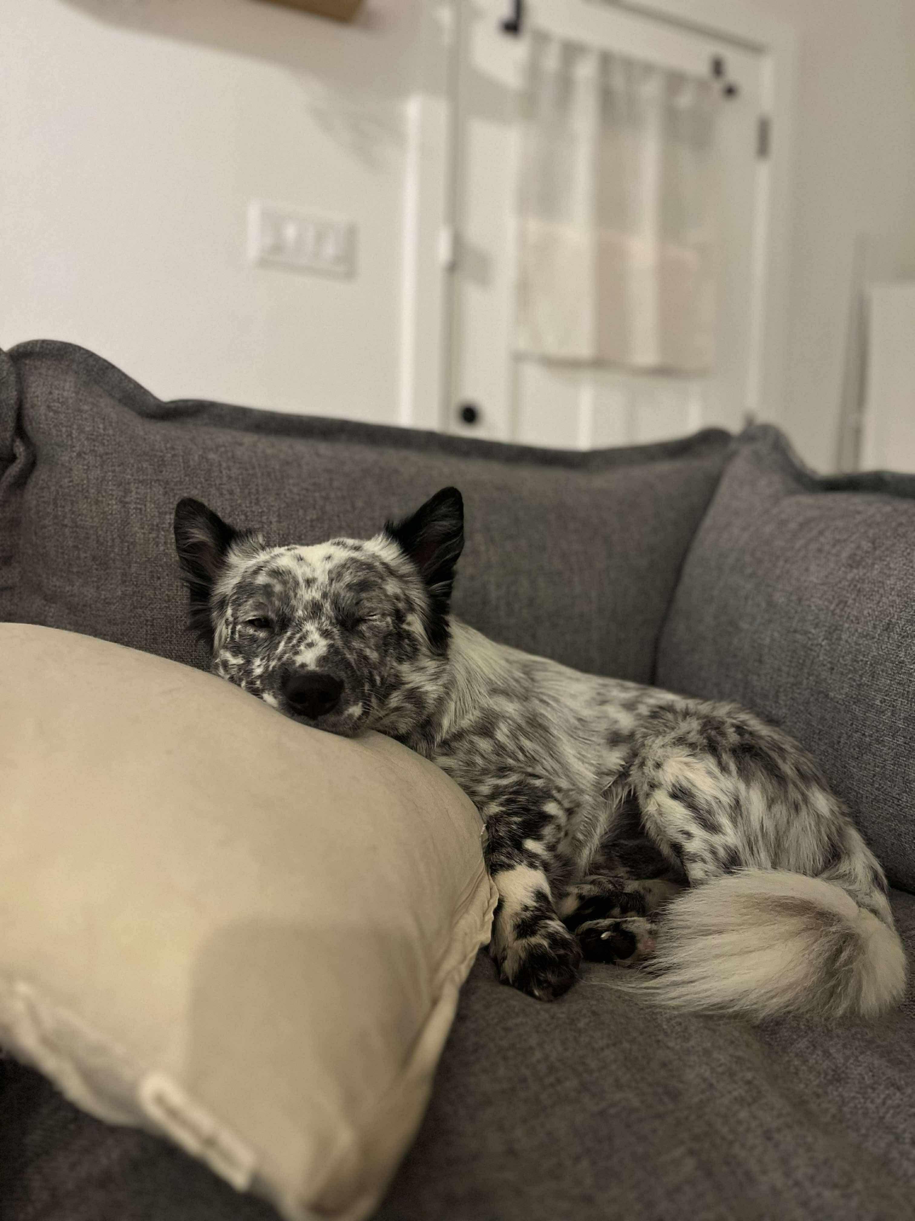 Willie, an adopted mixed breed in Fort Worth, TX image 3/6