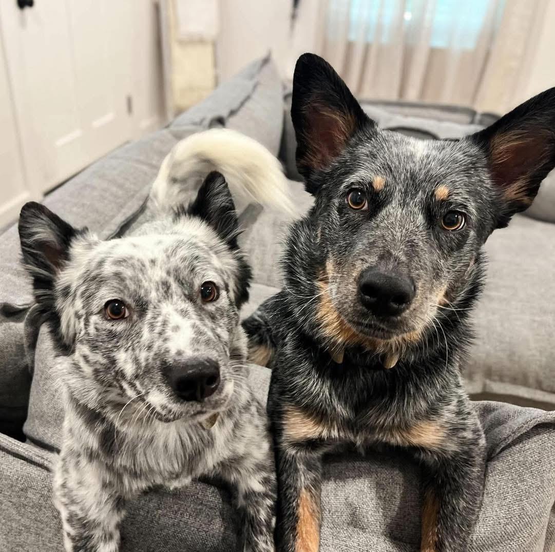 Willie, an adopted mixed breed in Fort Worth, TX image 2/6