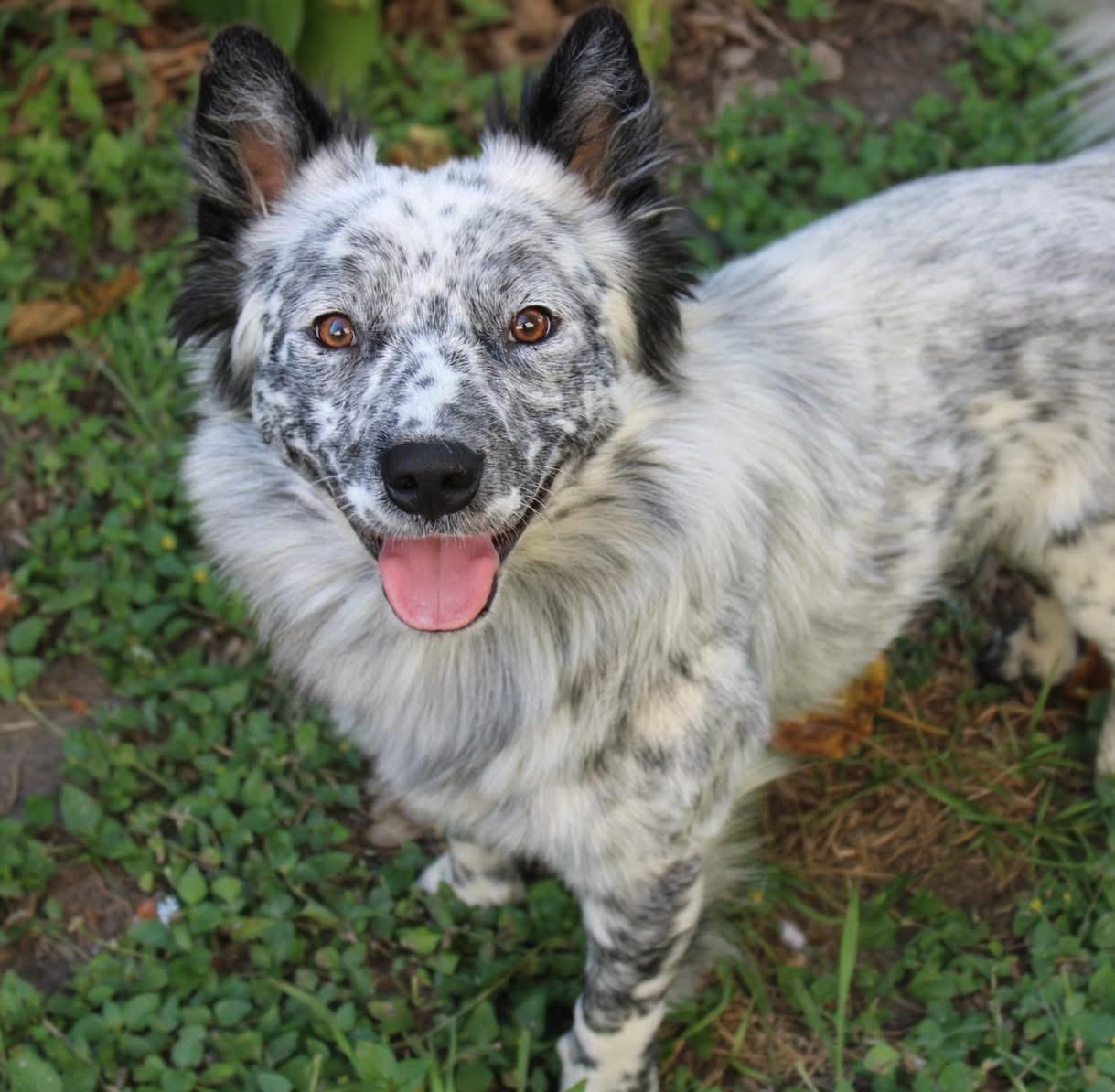 Willie, an adopted mixed breed in Fort Worth, TX image 4/6