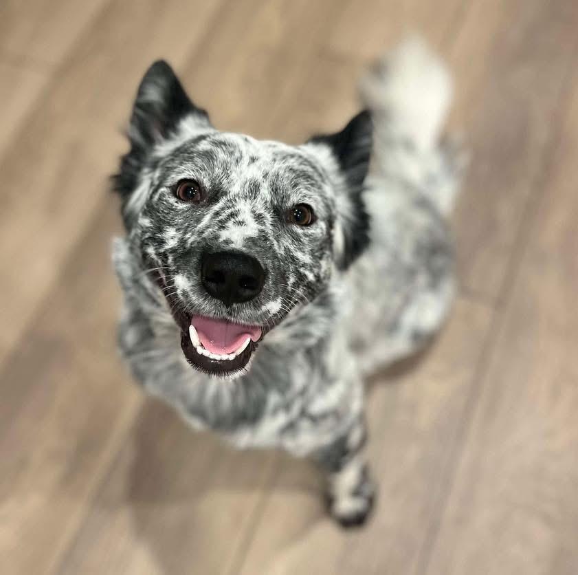 Willie, Adoptable, Young Male Australian Cattle Dog / Blue Heeler & Corgi.