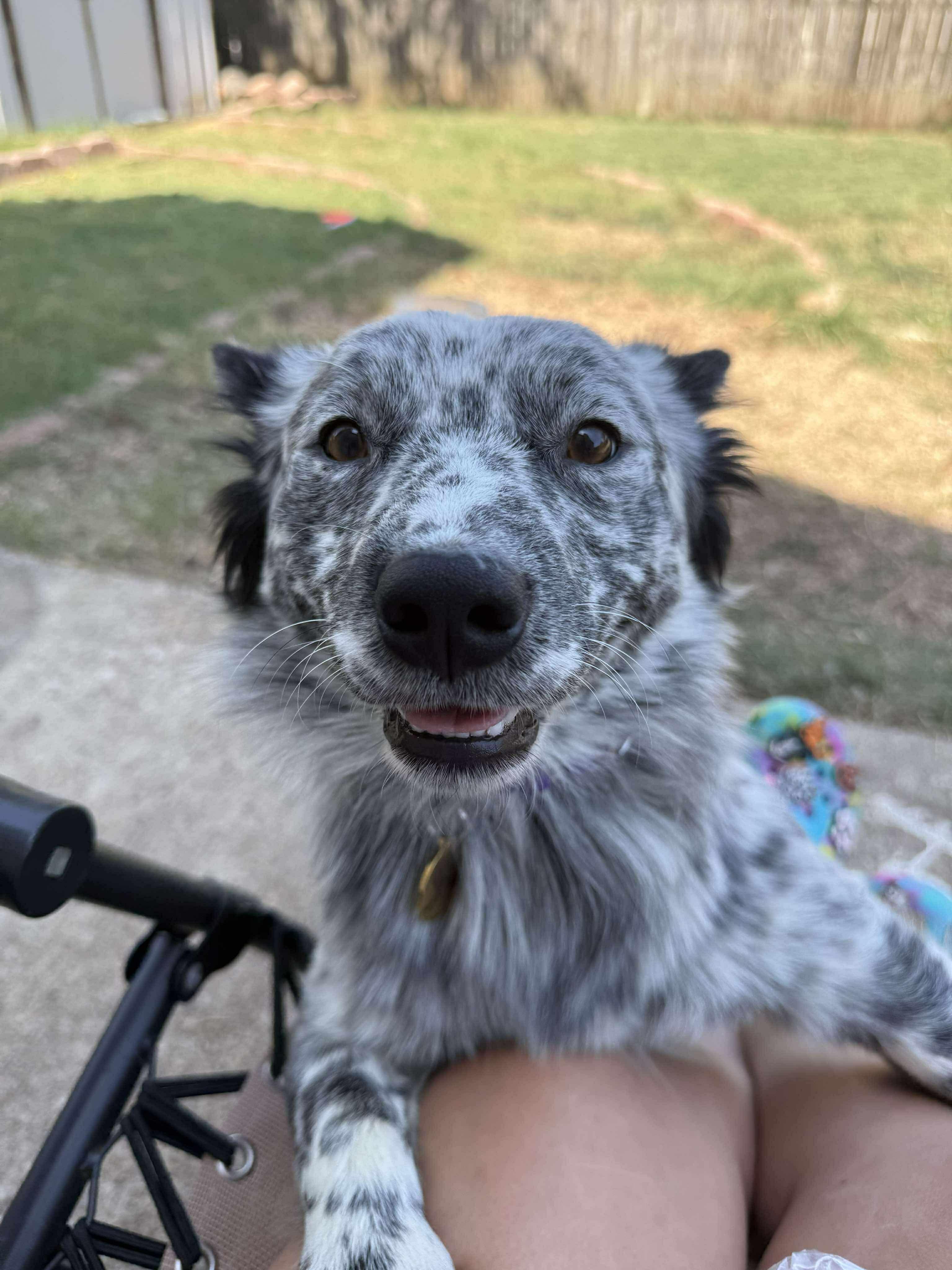 Willie, an adopted mixed breed in Fort Worth, TX image 5/6