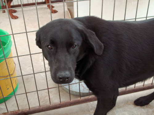Stanley, a Adoptable mixed breed in Floresville, TX image 1/3