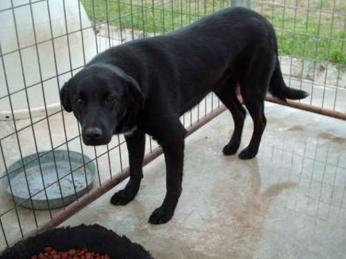 Stanley, a Adoptable mixed breed in Floresville, TX image 2/3
