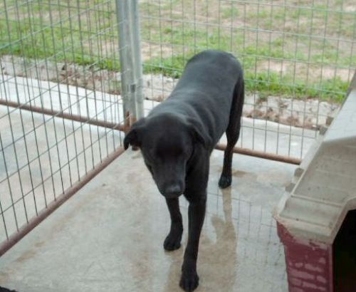 Stanley, a Adoptable mixed breed in Floresville, TX image 3/3