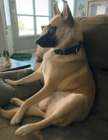 Stella, Adoptable, Adult Female Shepherd.