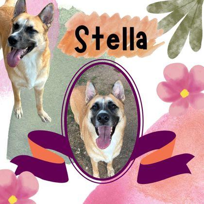 Enlarge Stella, a Adoptable mixed breed in Converse, TX image 1/3