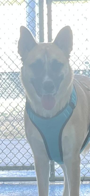 Enlarge Stella, a Adoptable mixed breed in Converse, TX image 3/3