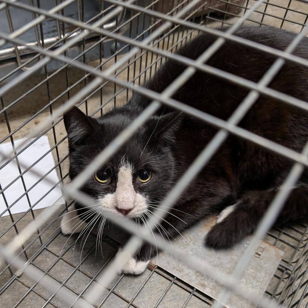 Enlarge Barn Cat 34, a Adoptable Domestic Short Hair in Independence, KS image 1/3