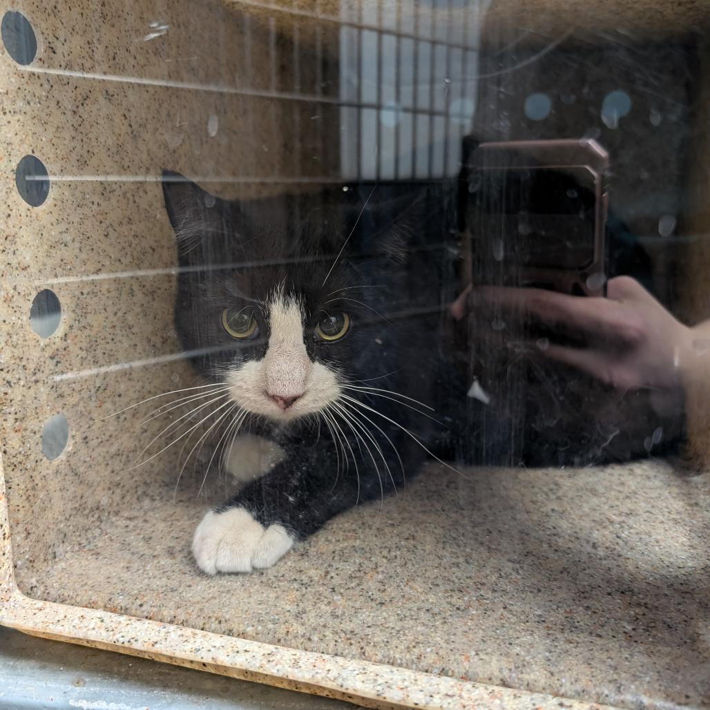Enlarge Barn Cat 34, a Adoptable Domestic Short Hair in Independence, KS image 2/3