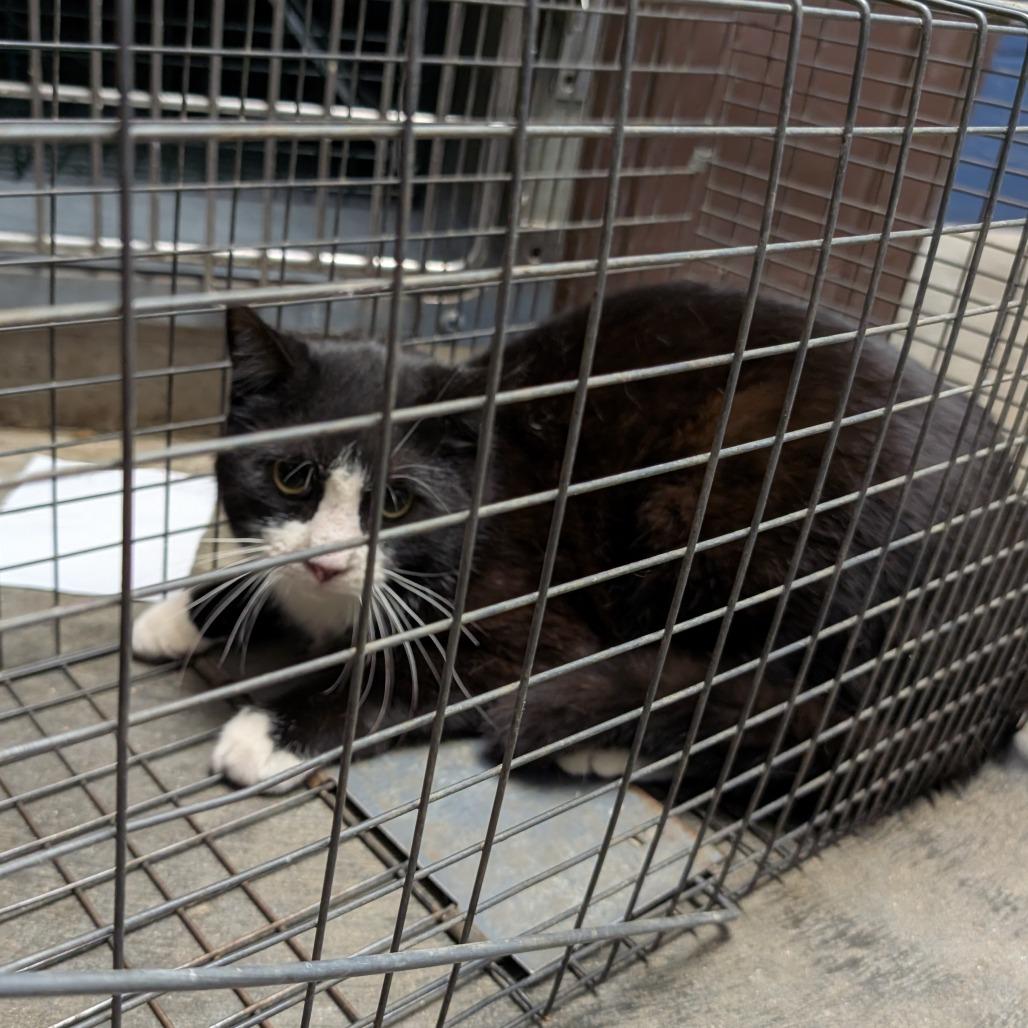 Enlarge Barn Cat 34, a Adoptable Domestic Short Hair in Independence, KS image 3/3