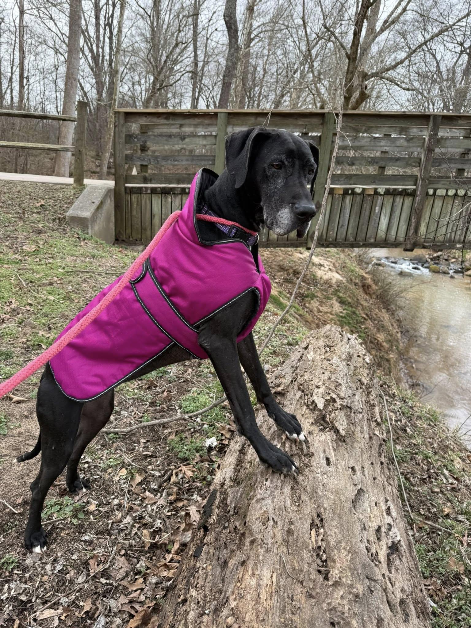 Enlarge Athena, an adopted Great Dane in Salisbury, NC image 5/5