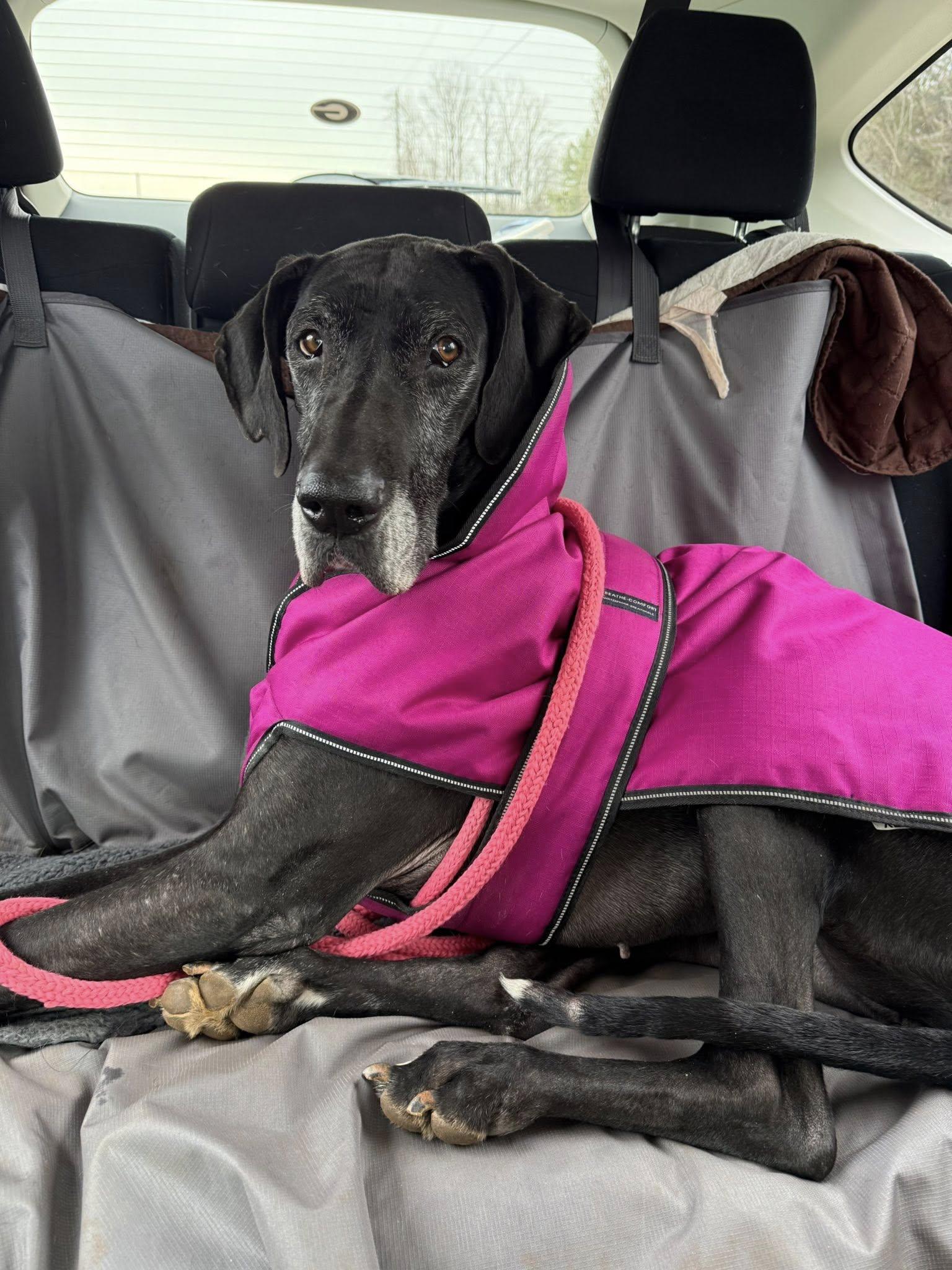 Enlarge Athena, an adopted Great Dane in Salisbury, NC image 3/5