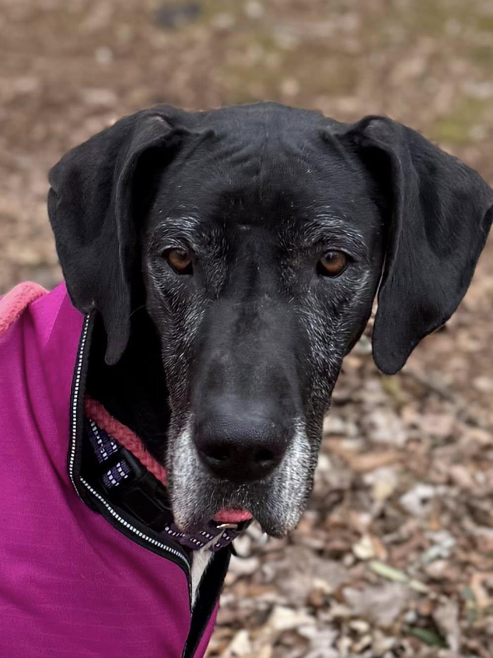 Enlarge Athena, an adopted Great Dane in Salisbury, NC image 4/5