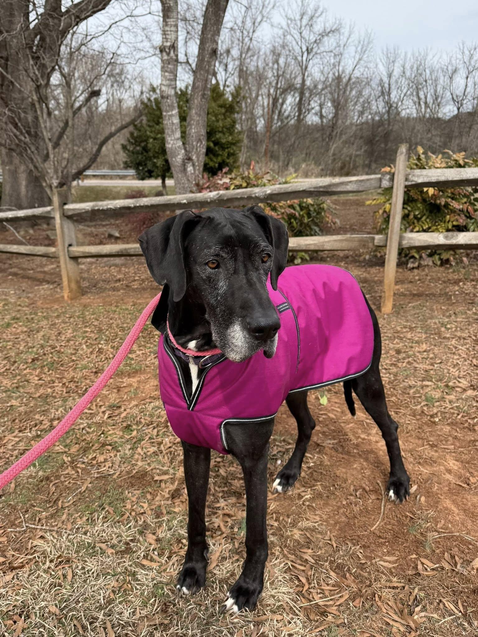 Enlarge Athena, an adopted Great Dane in Salisbury, NC image 2/5