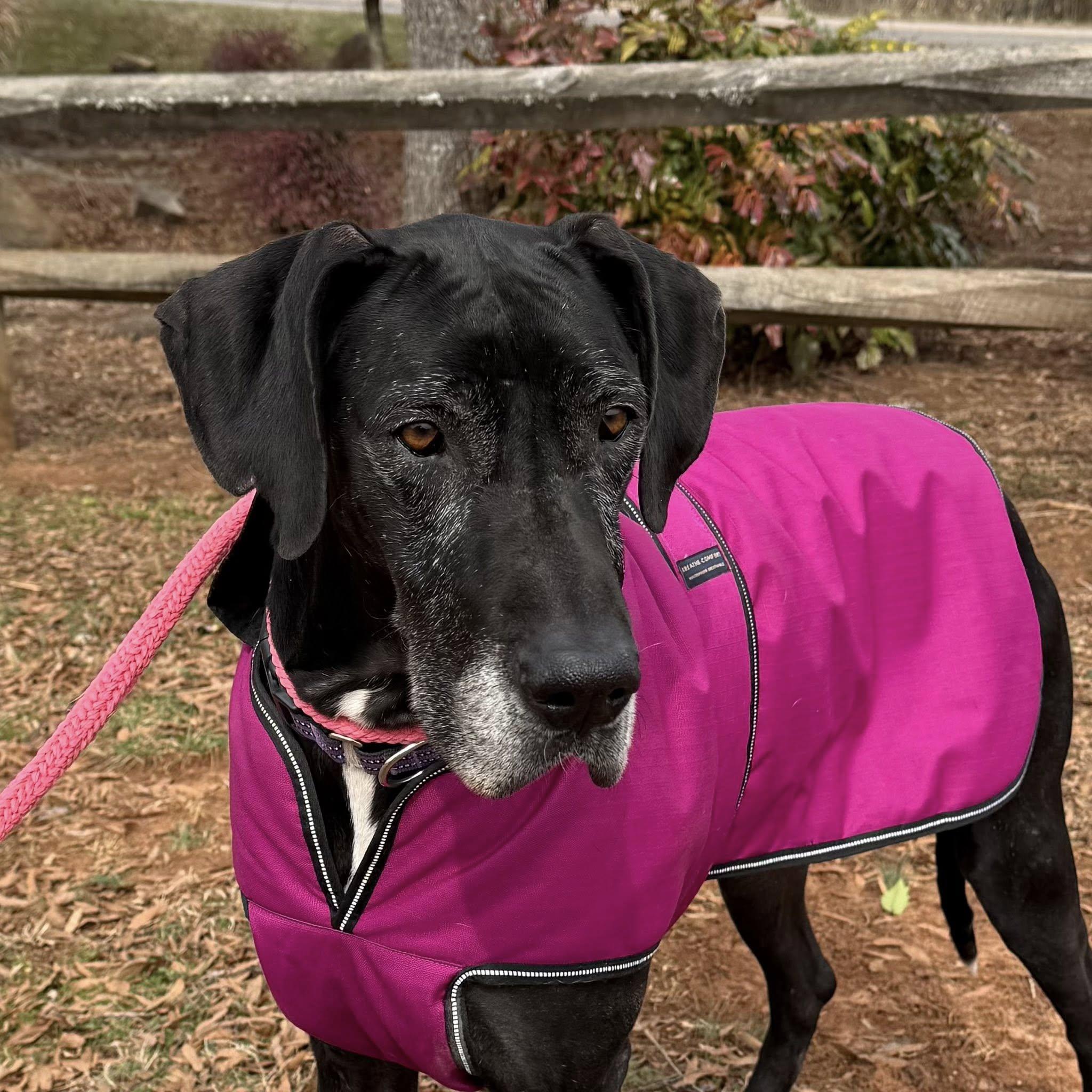 Athena, ADOPTABLE, Adult Female Great Dane.