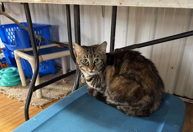 Maxine, Adoptable, Adult Female Domestic Short Hair.