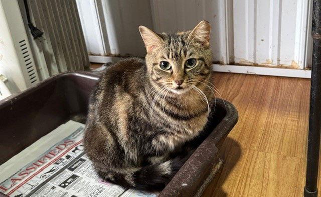 Enlarge Maxine, a Adoptable Domestic Short Hair in Apollo, PA image 3/3