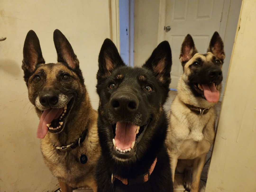 The 3 Amigas! Girls Just Wanna Have Fun!, Young Female German Shepherd Dog