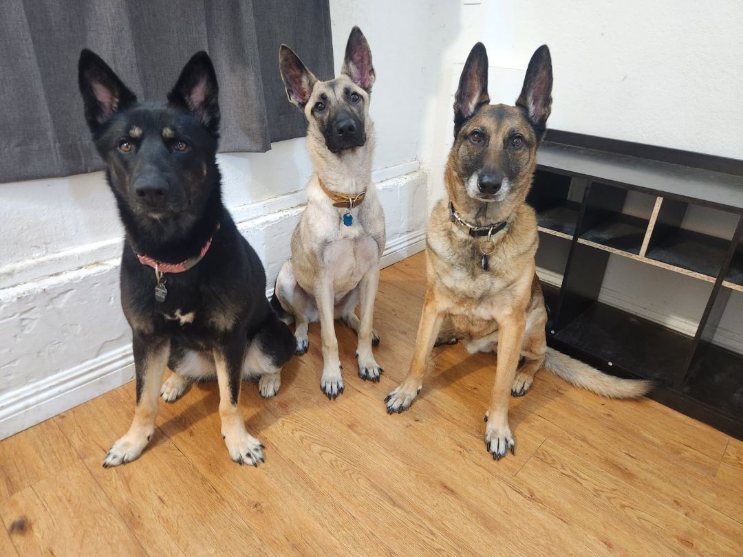 The 3 Amigas! Girls Just Wanna Have Fun!, a Adoptable German Shepherd Dog in Manhattan Beach, CA image 2/2