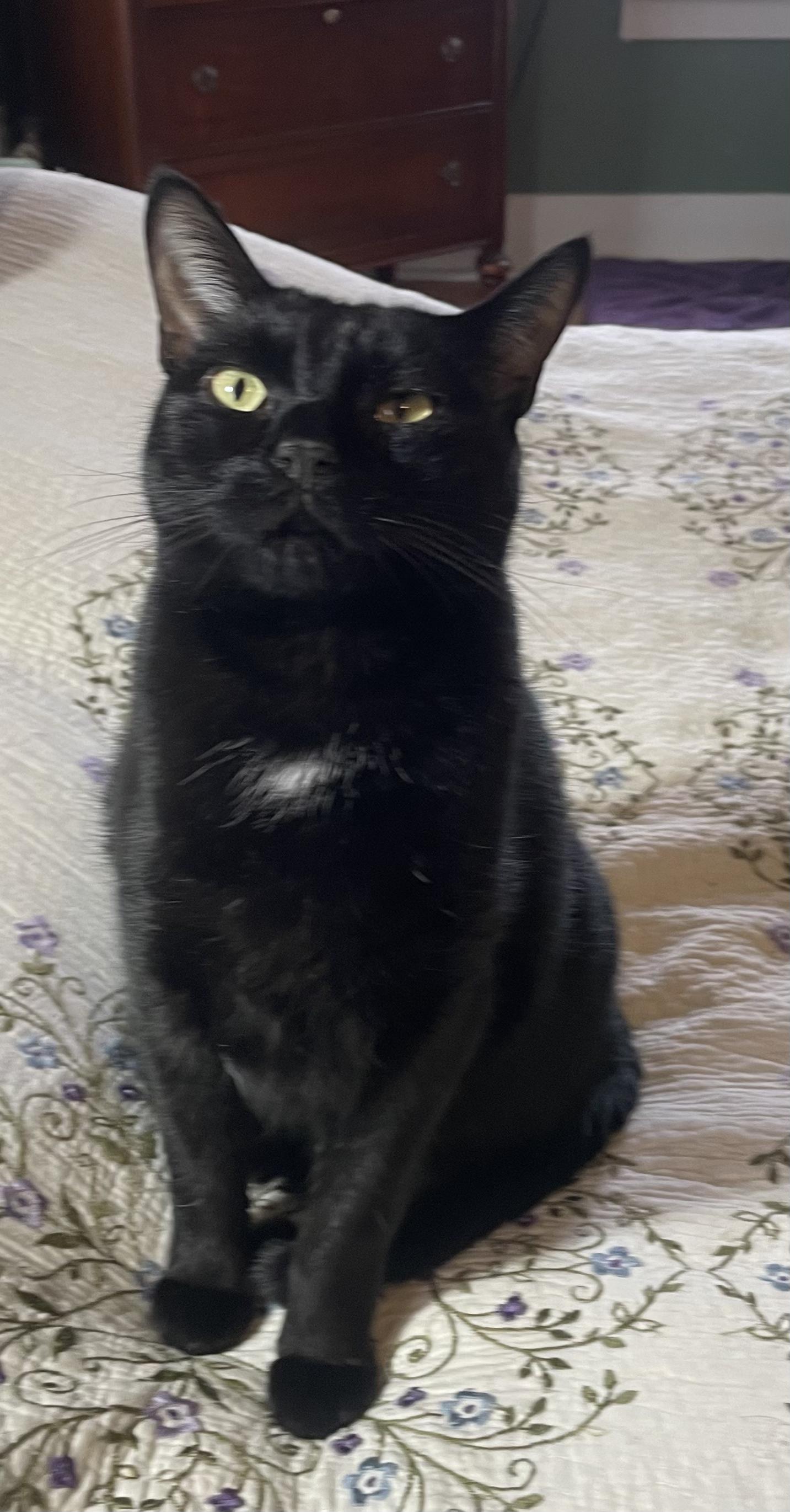 Enlarge Cinder, a ADOPTABLE Domestic Short Hair in Troy, NY image 3/3