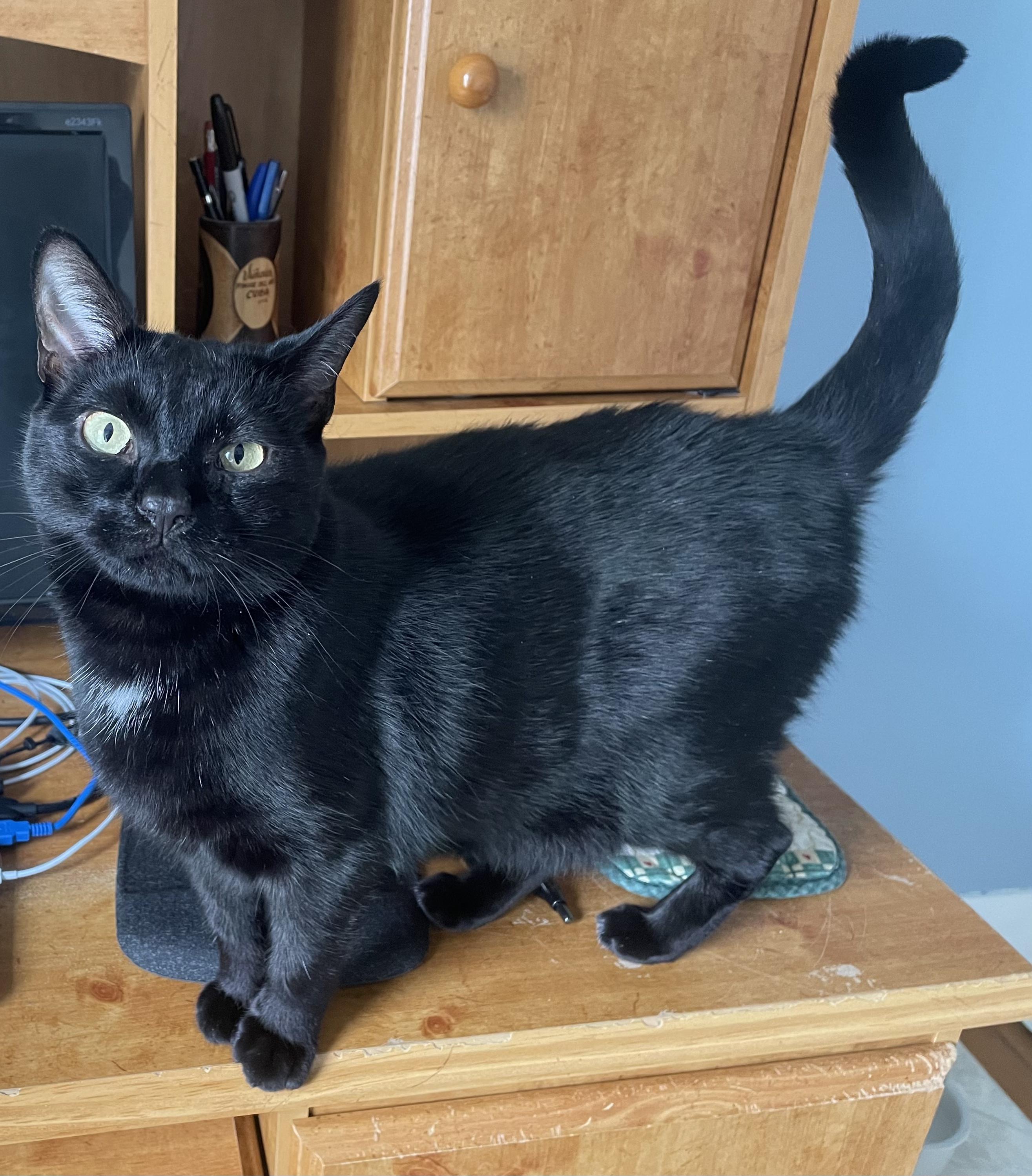 Enlarge Cinder, a ADOPTABLE Domestic Short Hair in Troy, NY image 2/3