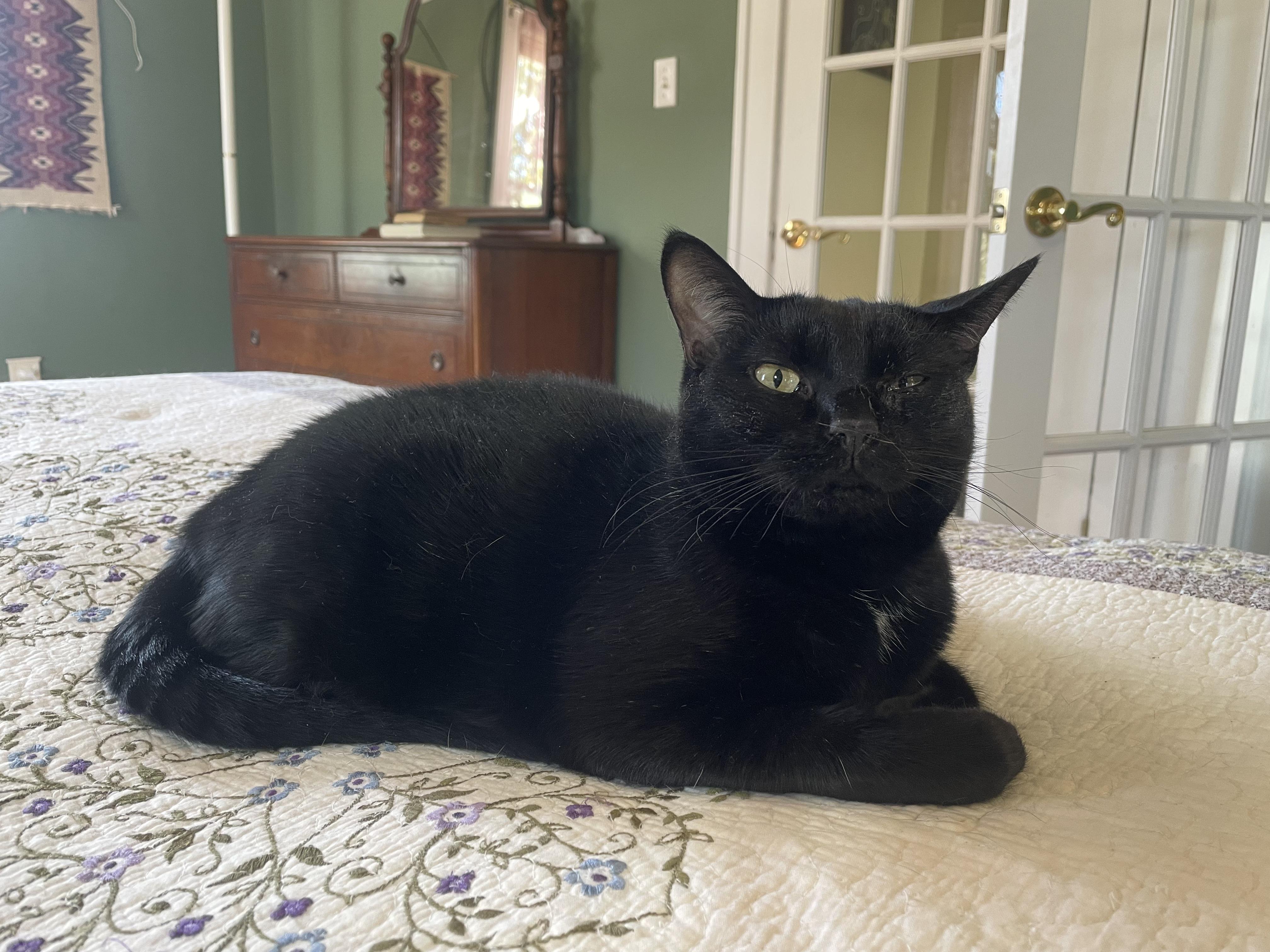 Cinder, ADOPTABLE, Adult Female Domestic Short Hair.