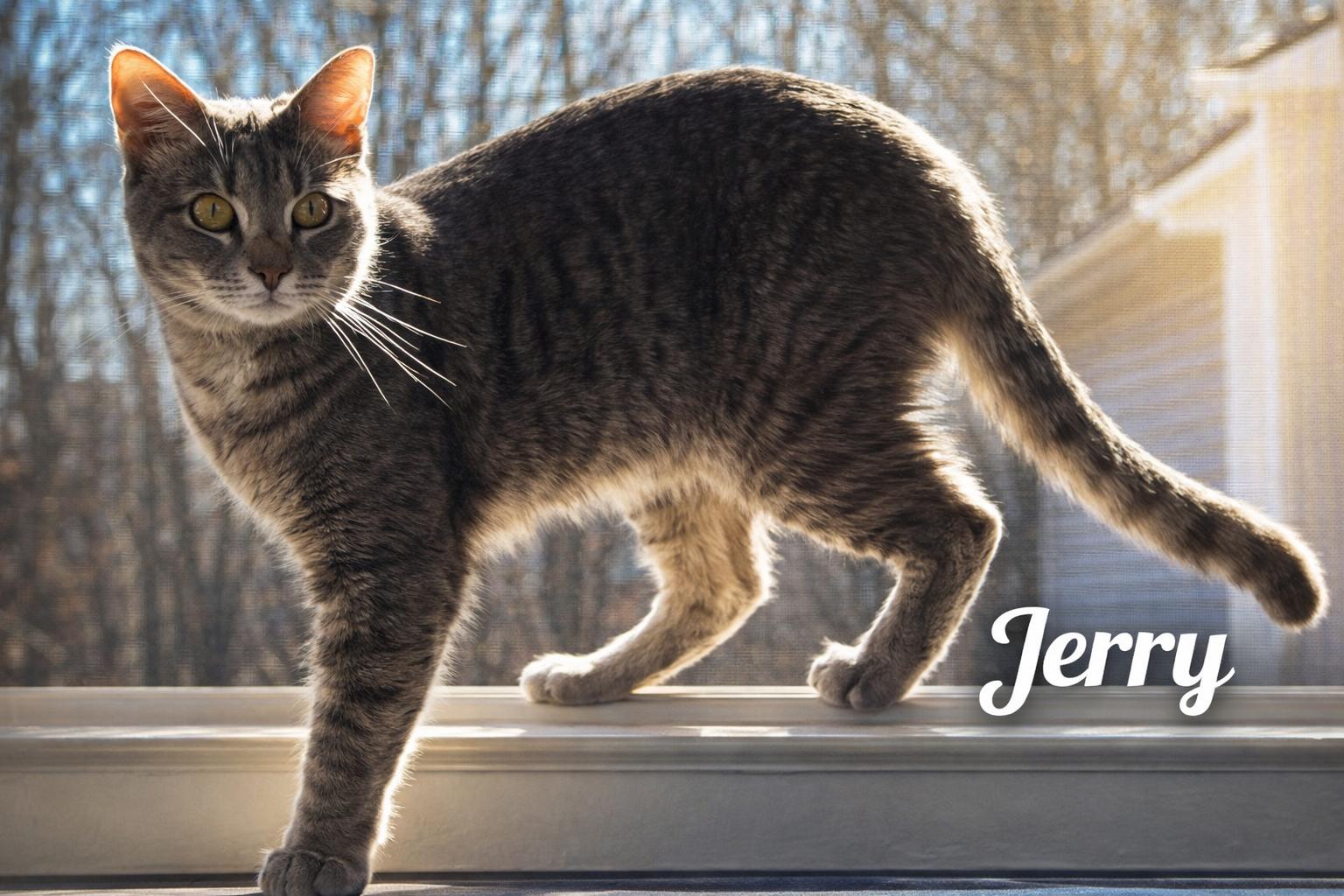 Enlarge Jerry-Searching for a Caring Heart & Quiet Home, a Adoptable mixed breed in Laurel, MD image 1/6