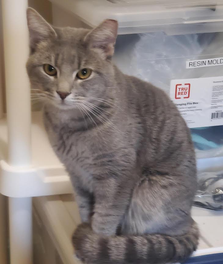 Enlarge Jerry-Searching for a Caring Heart & Quiet Home, a Adoptable mixed breed in Laurel, MD image 3/6