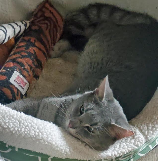 Enlarge Jerry-Searching for a Caring Heart & Quiet Home, a Adoptable mixed breed in Laurel, MD image 4/6