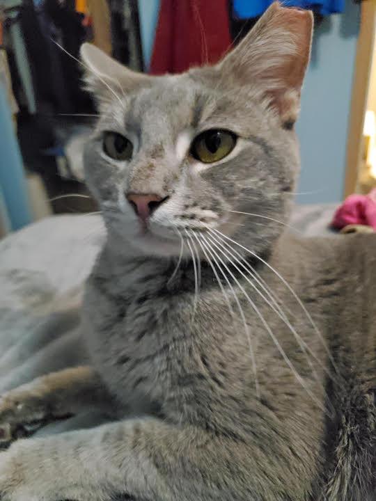 Enlarge Jerry-Searching for a Caring Heart & Quiet Home, a Adoptable mixed breed in Laurel, MD image 6/6