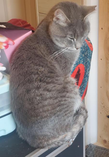 Enlarge Jerry-Searching for a Caring Heart & Quiet Home, a Adoptable mixed breed in Laurel, MD image 2/6