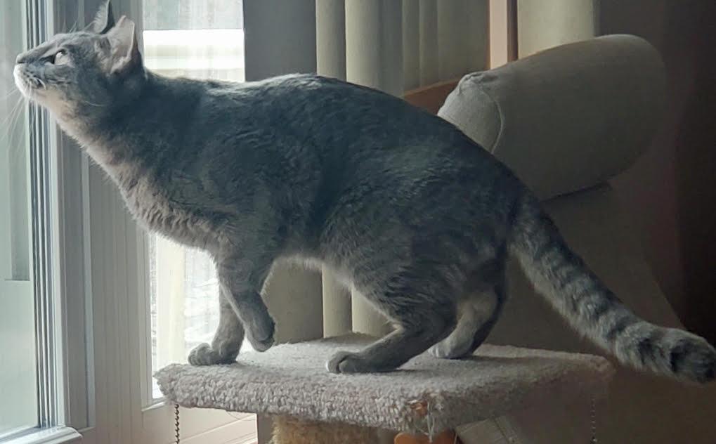 Enlarge Jerry-Searching for a Caring Heart & Quiet Home, a Adoptable mixed breed in Laurel, MD image 5/6