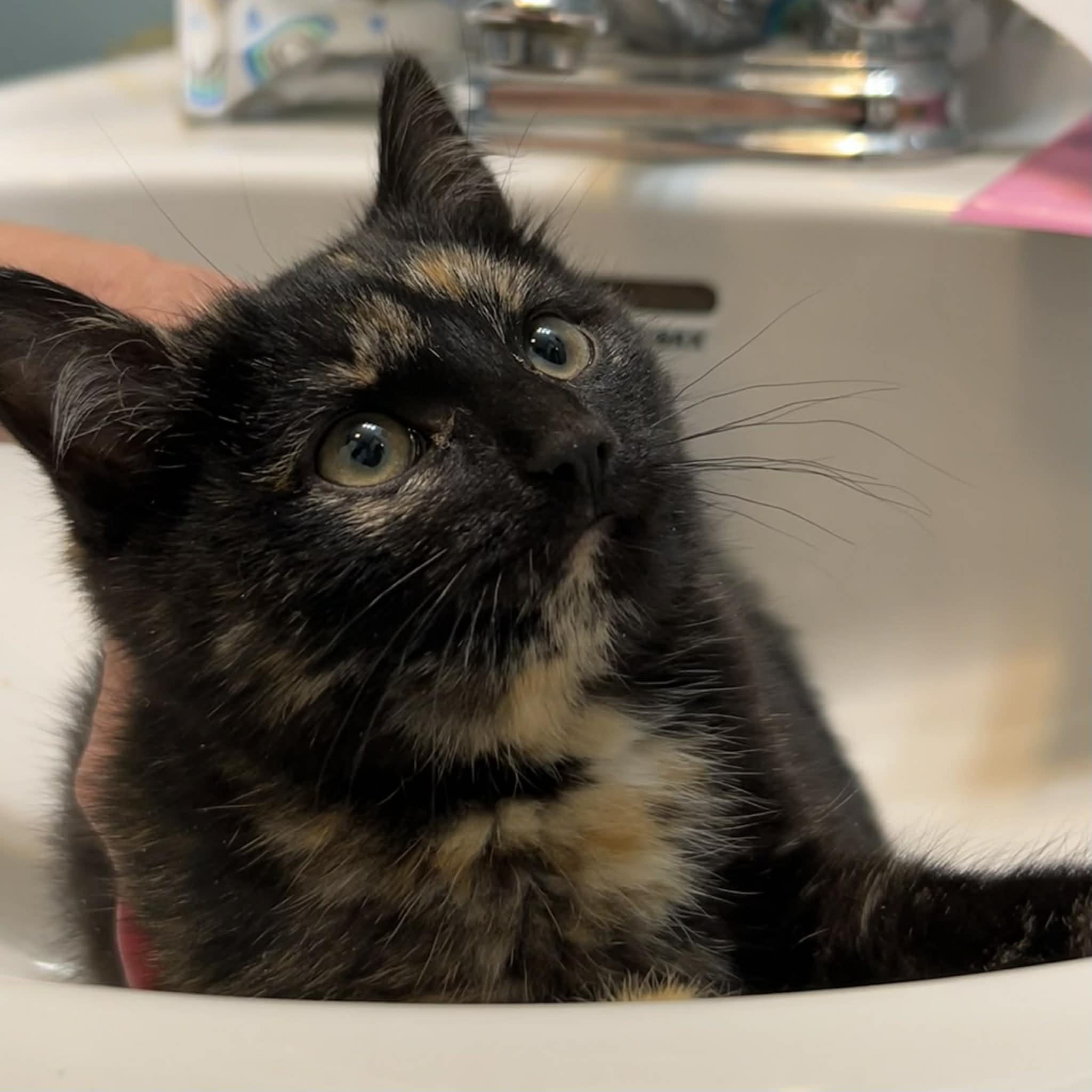 Enlarge Loden , an adopted Tortoiseshell in Beckley, WV image 2/5