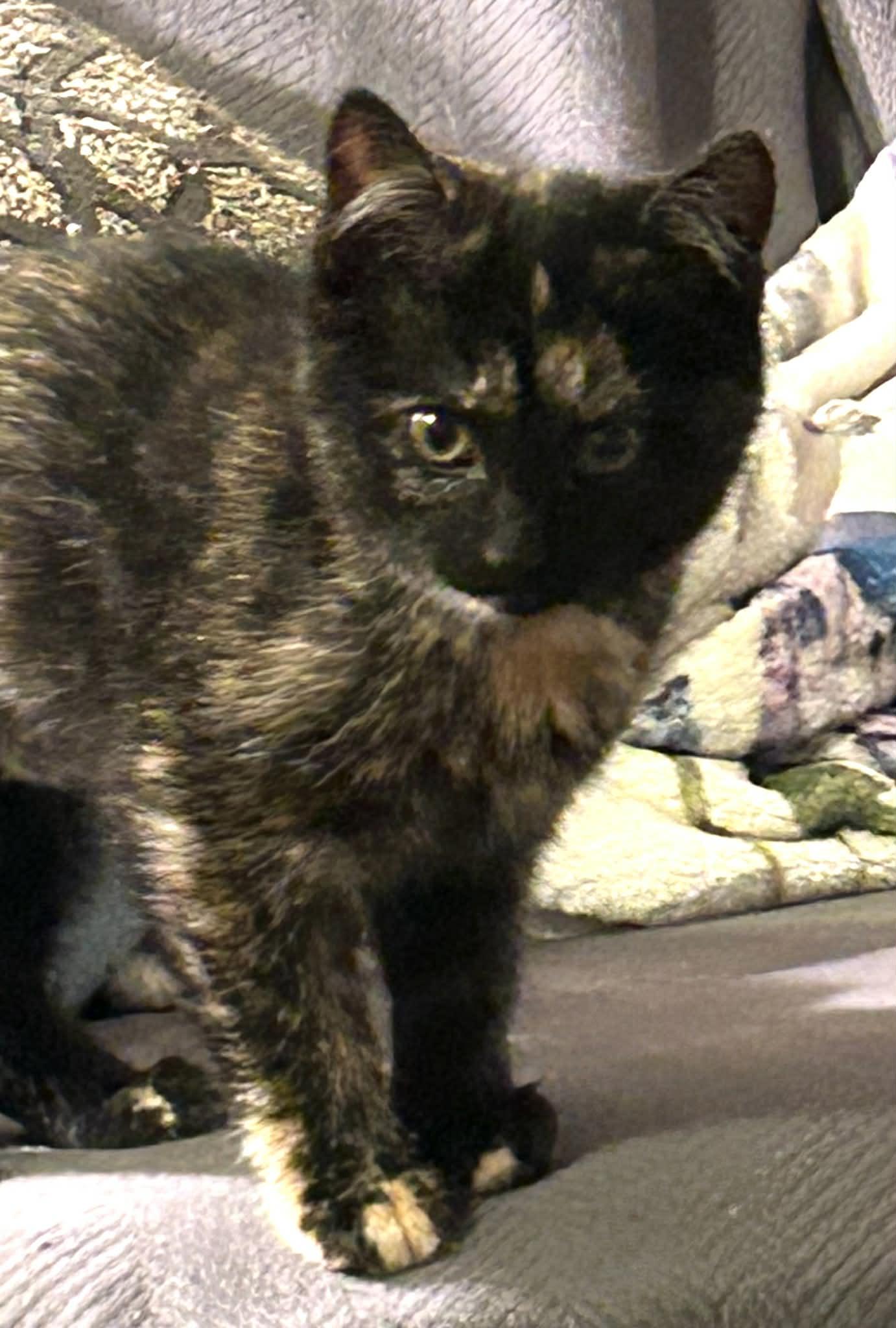 Enlarge Loden , an adopted Tortoiseshell in Beckley, WV image 3/5
