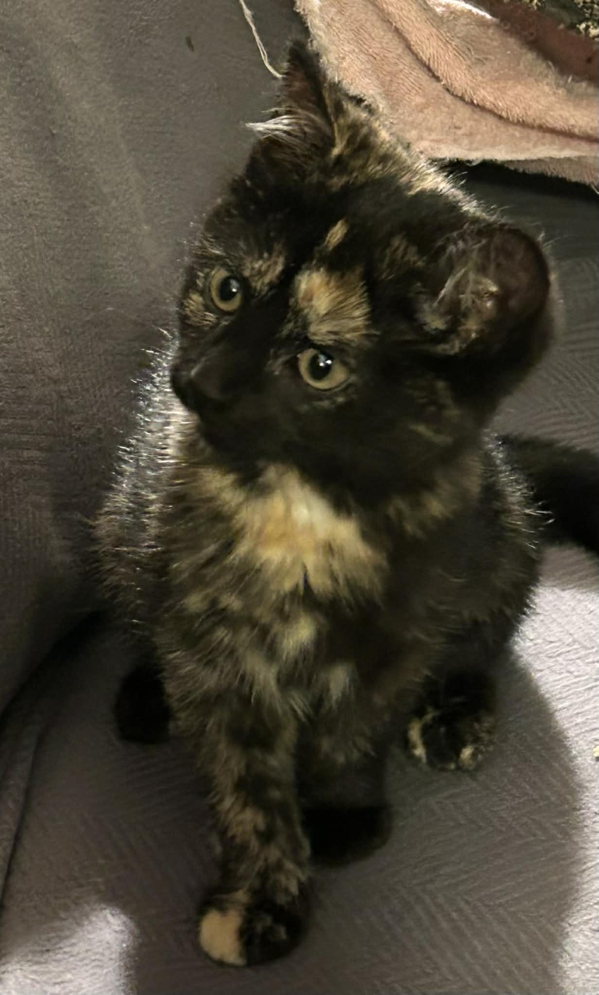 Enlarge Loden , an adopted Tortoiseshell in Beckley, WV image 5/5