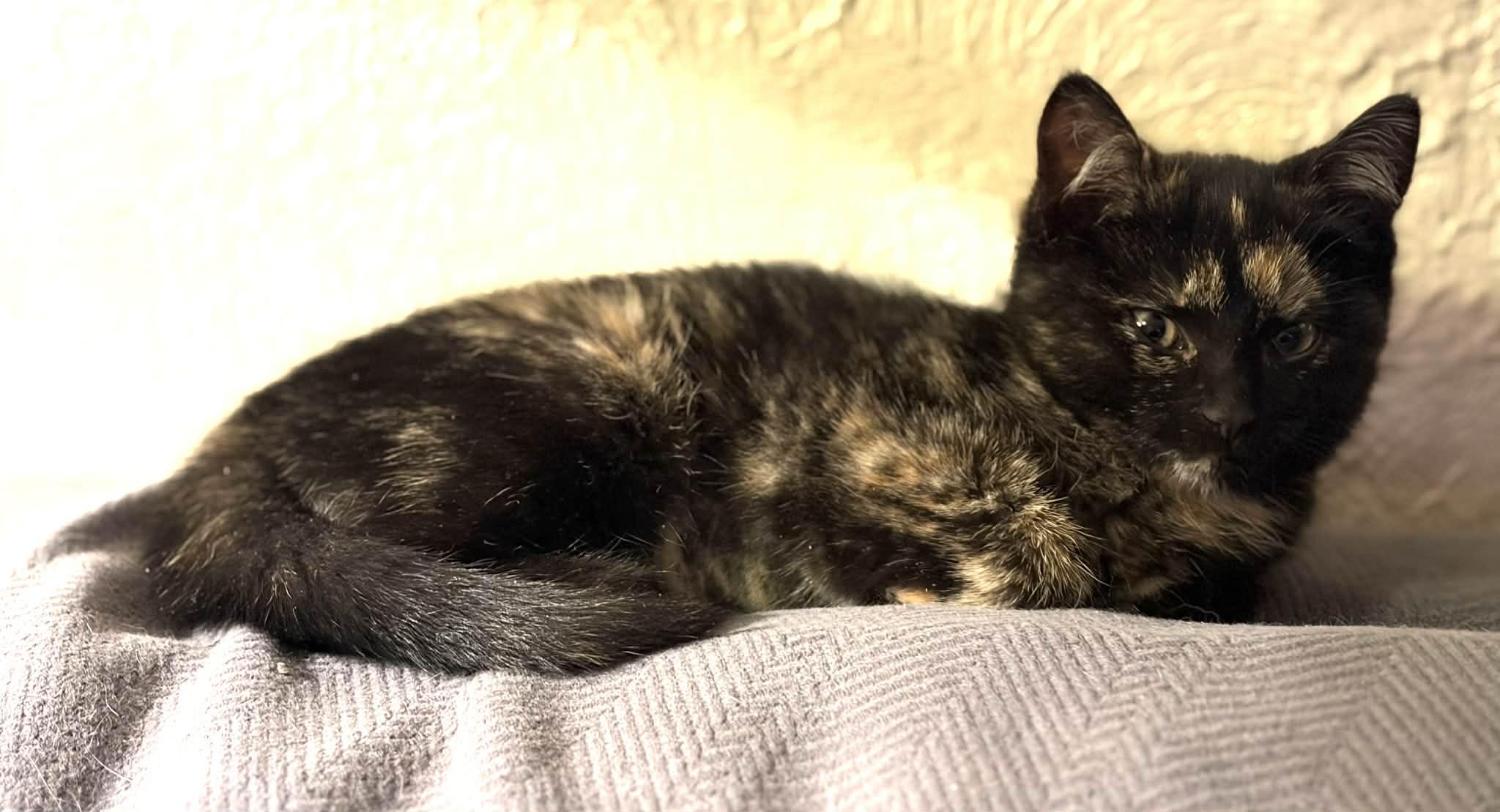 Enlarge Loden , an adopted Tortoiseshell in Beckley, WV image 4/5