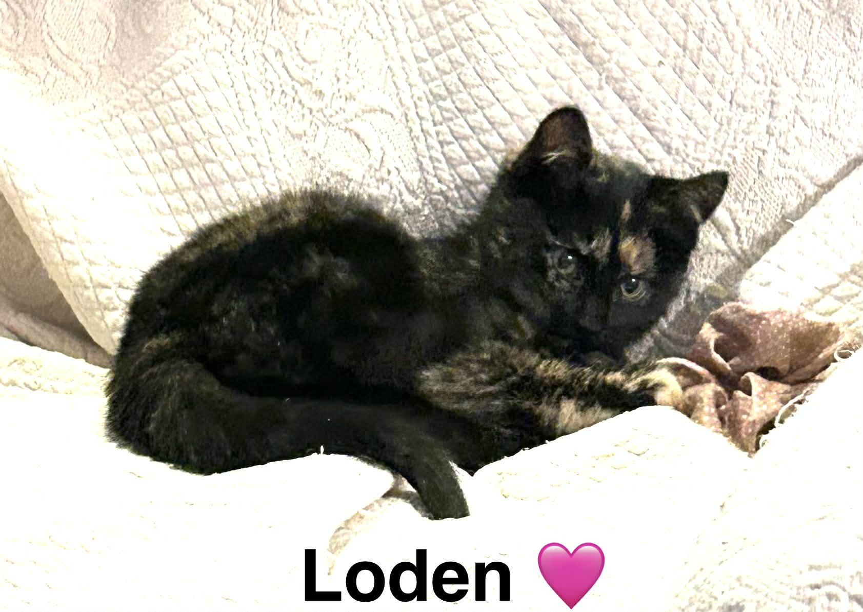 Enlarge Loden , an adopted Tortoiseshell in Beckley, WV image 1/5