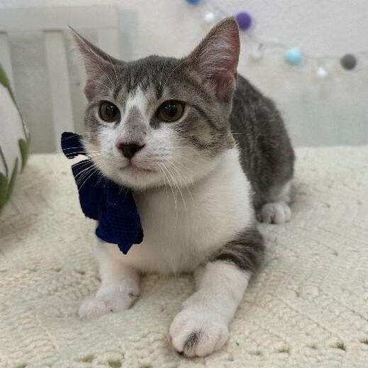 Atticus Finch — thumbnail 3