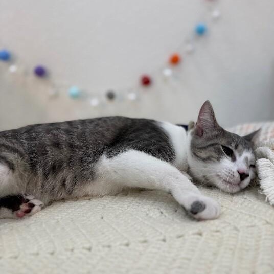 Atticus Finch — thumbnail 4