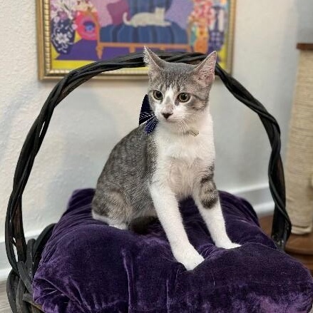 Atticus Finch — thumbnail 5