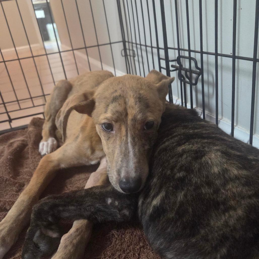 Enlarge Scarlett, a Adoptable Mountain Cur in Starkville, MS image 1/1