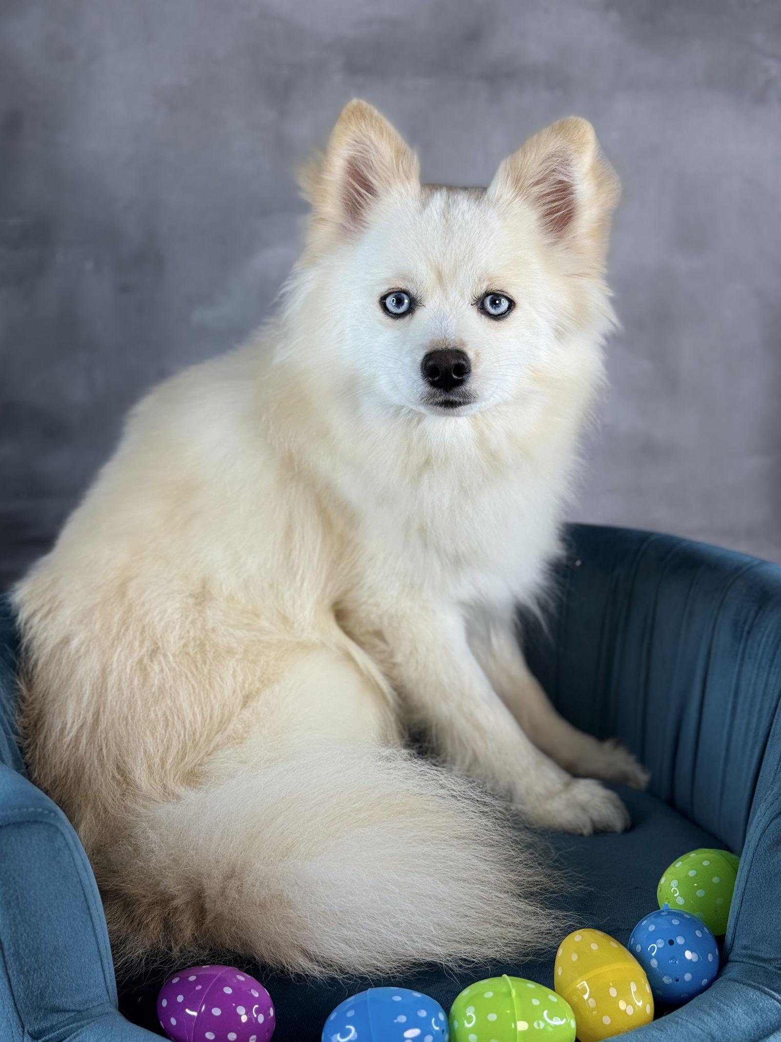 Arctic Blue, Adoptable, Young Male Pomeranian & Husky.